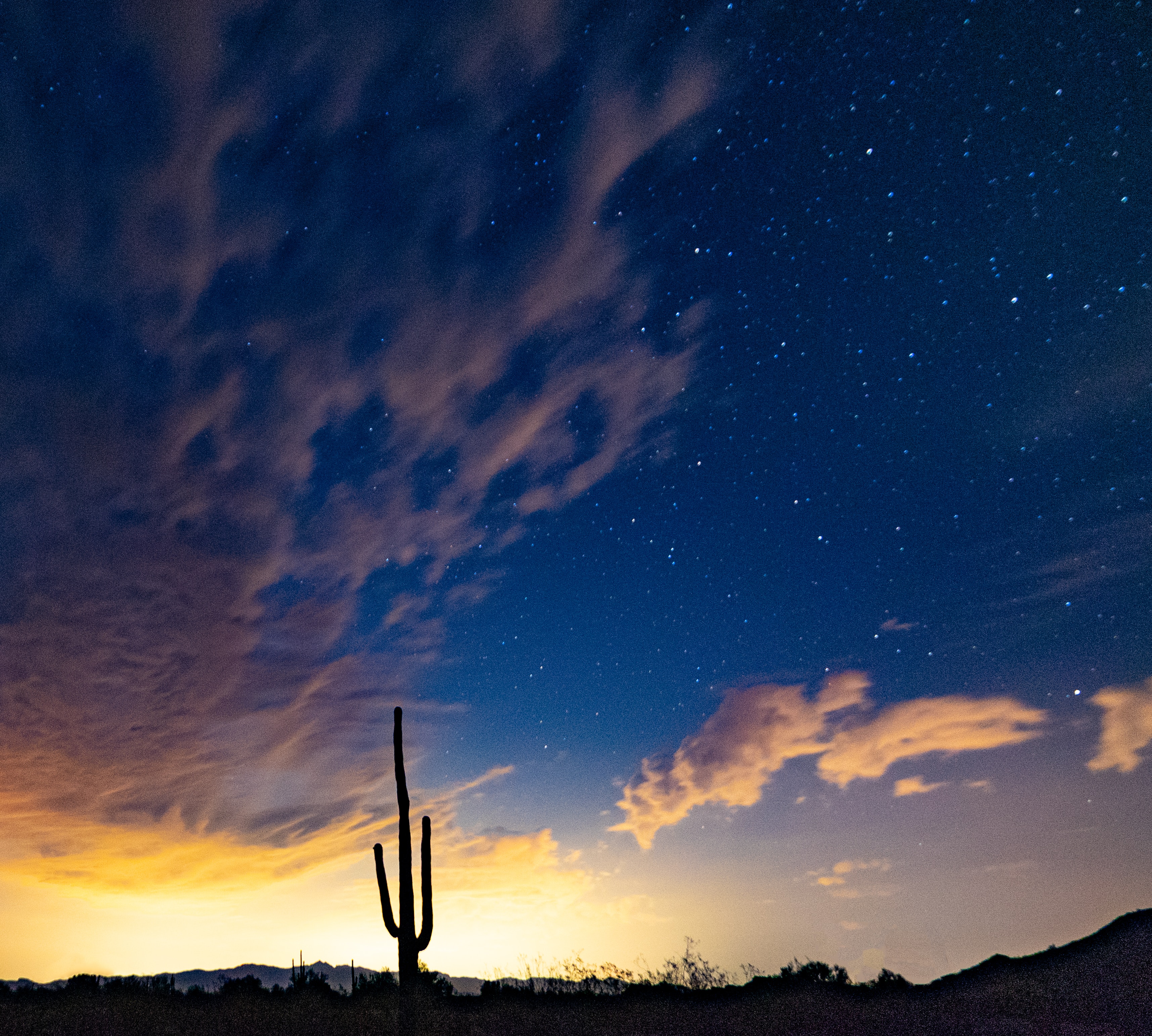 85085 Landscape Cactus at sunset